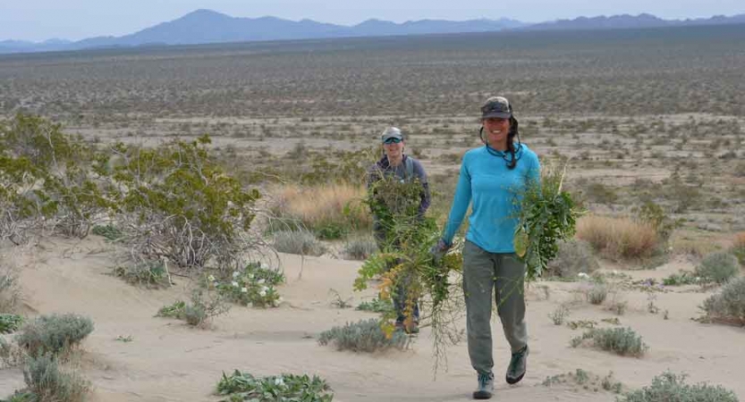 Two people carry what is likely invasive fauna through a desert landscape during a service day with outward bound. 